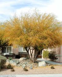 Image result for Acacia fleckii