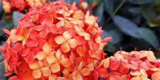 Image result for Ixora laurentii