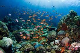 Gambar pemandangan bawah laut asli › gambar pemandangan laut asli. 10 Surga Bawah Laut Indonesia Destinasi Cantik Untuk Liburan Tak Terlupakan