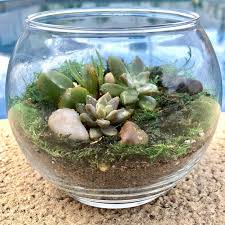 Diy Natural Crystal Succulent Terrarium Kit Indoor Garden Etsy Diy Succulent Terrarium Succulent Terrarium Terrariums Kits