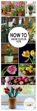 Pin On Gardening