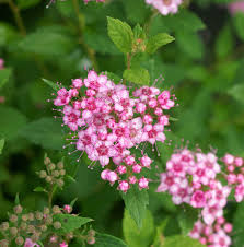 Image result for Spiraea japonica ´Little Princess