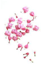 Pin By Sara Sjoberg On Still On White Heart Flower Tattoo Bleeding Heart Flower Rose Drawing