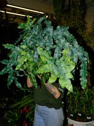 Image result for Rotheca reflexa