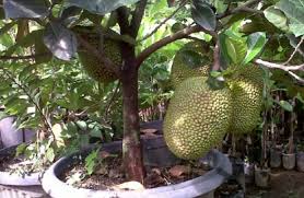 Varietas kerdil tersedia dan dapat ditanam dalam wadah. Panduan Lengkap Cara Menanam Nangka Dalam Pot Di Rumah Bagi Pemula Agar Cepat Berbuah Faunadanflora Com