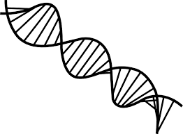 Download And Share Clipart About Dna Drawing Png Dna Line Drawing Find More High Quality Free Transparent Png Clipart Imag Dna Drawing Line Drawing Clip Art