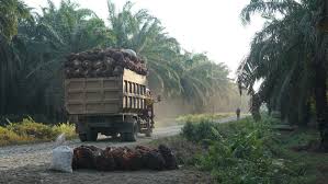 Perkebunan kelapa sawit dapat dibangun di daerah bekas hutan primer, hutan skunder, bekas perkebunan tanaman lainnya (misalnya karet, kelapa, kopi, teh) atau daerah bekas padang alang alang. Proyeksi 2020 Optimisme Untuk Kelapa Sawit Astra Agro Lestari