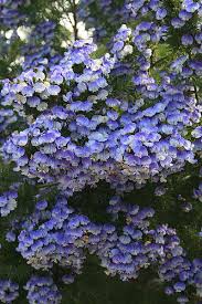 Image result for Cineraria pinnata