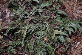 Coarse hair or fur (as opposed to hair on the head, for example: Huruhuru Maori Dictionary