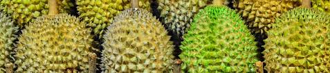 Strait located between malaysia and sumatra. Durian The King Of Fruit Kew