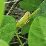 Image result for Macrotyloma densiflorum