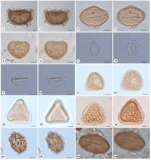Image result for Rhytachne latifolia