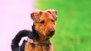 Beautiful welsh terrier pups now looking for their new homes, puppies are very friendly and lively as they have been well socialised with children and adults. 5 Things To Know About Welsh Terriers