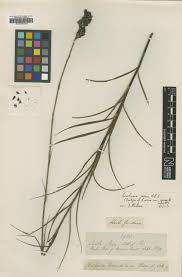 Image result for Buchnera randii