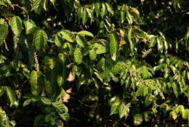 Image result for Paullinia pinnata