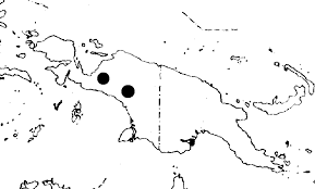 Image result for Dictyophleba lucida