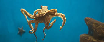 Mesmerizing Video Study Reveals How Octopus Arms Are So Incredibly Flexible In 2021 Octopus Arms Content Trends