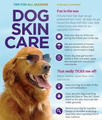 Dog Skin Care Dog Skin Care Dog Skin Pet Health