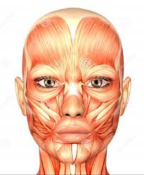 Nephrite Jade radix cultura