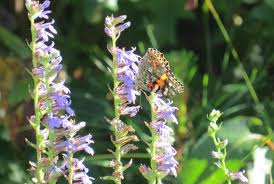 Image result for lobelia