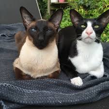 Siamese And Oriental Shorthair Oriental Shorthair Cats Cats Tonkinese Cat