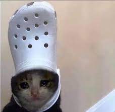Create/edit gifs, make reaction gifs. Mena Massoud Ø¯Ø± ØªÙˆÛŒÛŒØªØ± Is That A Dog With A Croc On Their Head