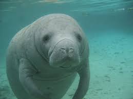 Pin On Manatees