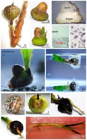 Image result for Thalassia hemprichii