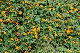 Black-eyed Susan