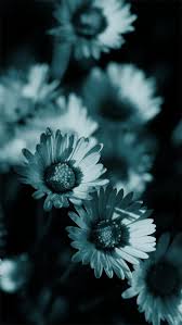 Black And White Daisies Iphone Wallpaper Flower Wallpaper Flower Background Wallpaper Iphone Wallpaper