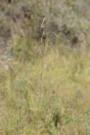 Image result for Arundinella