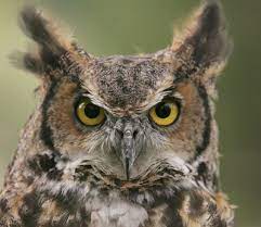 Maybe you would like to learn more about one of these? Who Goes There New York S Owls The Unique Sounds They Make And More Videos Newyorkupstate Com