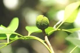 Image result for Vepris bachmannii