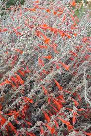 Image result for Epilobium salignum