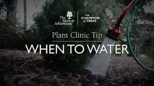 Tree planting tips trees are alive; Watering Trees And Shrubs The Morton Arboretum