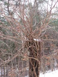 The virginia creeper (quinquefolia) is generally described as a perennial vine. Folkways Notebook Winter Id Poison Ivy Or Virginia Creeper