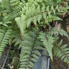 Image result for Athyrium