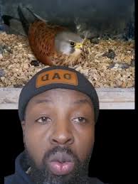 magnifique oiseaux et ses petits 65 jour après #soninkara🇸🇳🇲🇱🇲🇷...