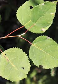 Bigtooth Aspen | Johnsons Nursery | KB