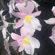 Image result for Microglossa densiflora