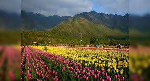 We did not find results for: Kashmir To Host Tulip Festival To Promote Tourism From April 3 Kashmir Times Of India Travel