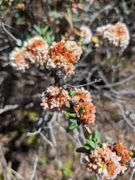 Image result for Panicum parvifolium