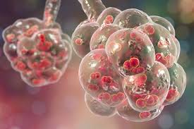 AI Repurposes Existing Drugs to Target Antibiotic-Resistant Infections