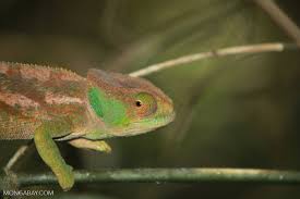 It was named after the british poet and herpetologist arthur o'shaughnessy. O Shaughnessy S Chameleon Calumma Oshaughnessyi Madagascar 5524