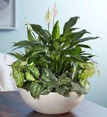 Hours may change under current circumstances Florist Fresh Flower Delivery Yonkers Ny Beautiful Blooms Florist Ny