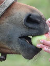 What Do Horses Like to Eat for Treats? – Wild Jolie