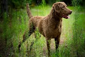 Image result for chesapeake bay retrívr