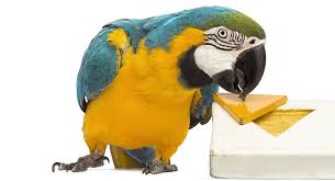 See more ideas about parrot toys, diy parrot toys, parrot. Diy Parrot Toys Simple Fun And Easy To Make Ideas
