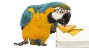 See more ideas about handmade bird toys, bird toys, african grey parrot. Diy Parrot Toys Simple Fun And Easy To Make Ideas