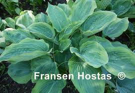 The height is 55 to 60 cm and the growth is medium. Hosta Dark Shadows Fransen Hostas